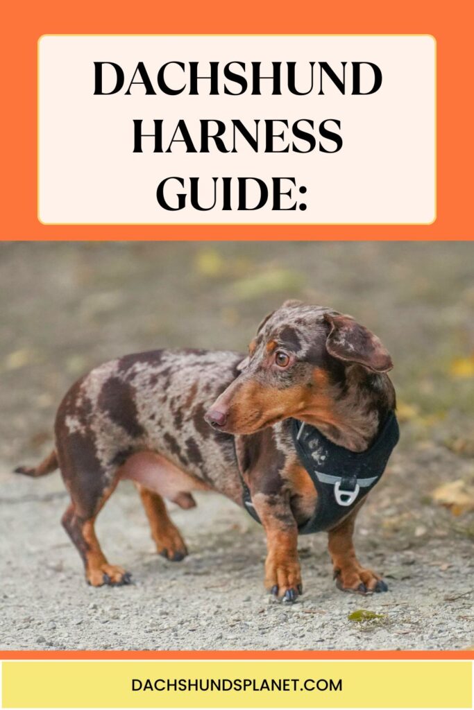 Top-Rated Dachshund Harnesses That Actually Fit Long Bodies