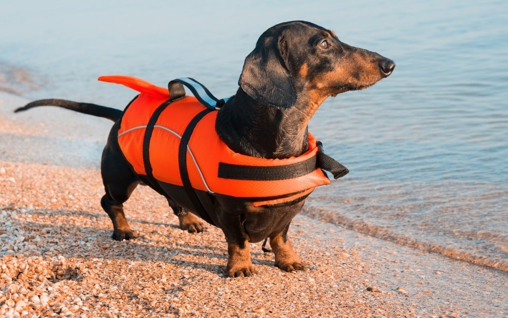 Older dachshund by the sea