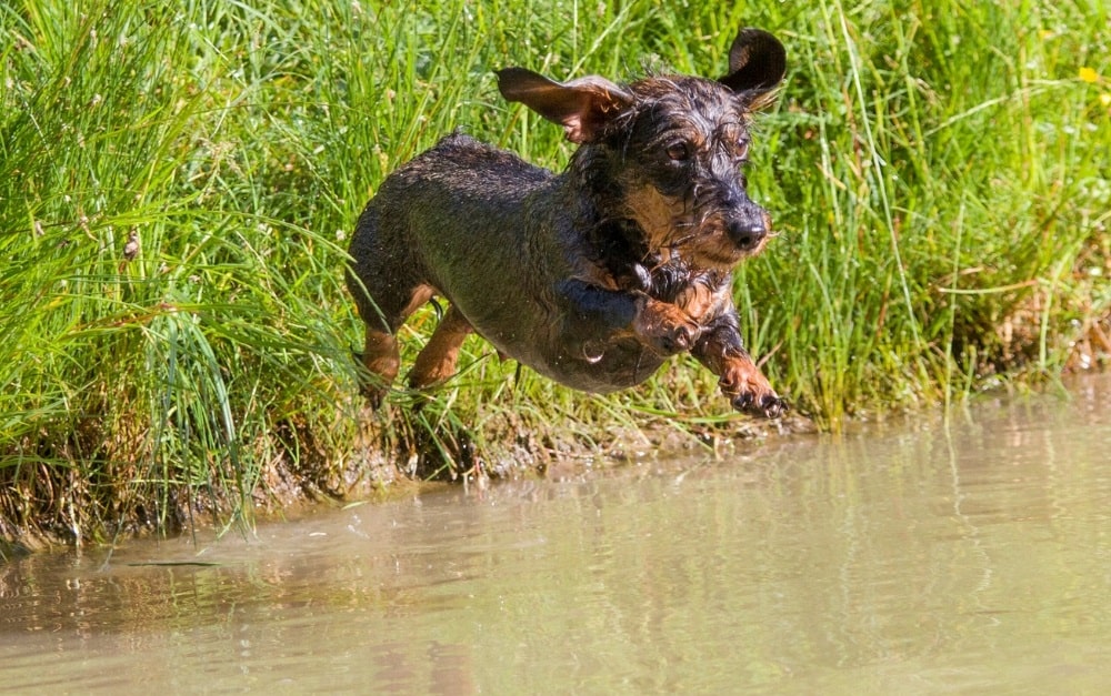 Dachshund jumping to the water