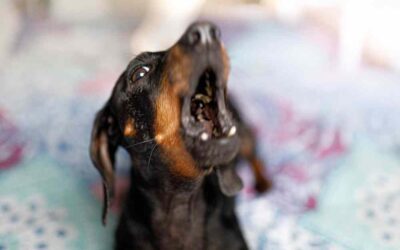 The Importance of Dental Care for Your Dachshund to Avoid Dental Issues