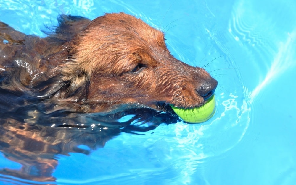 Dachshund swimming with a ball