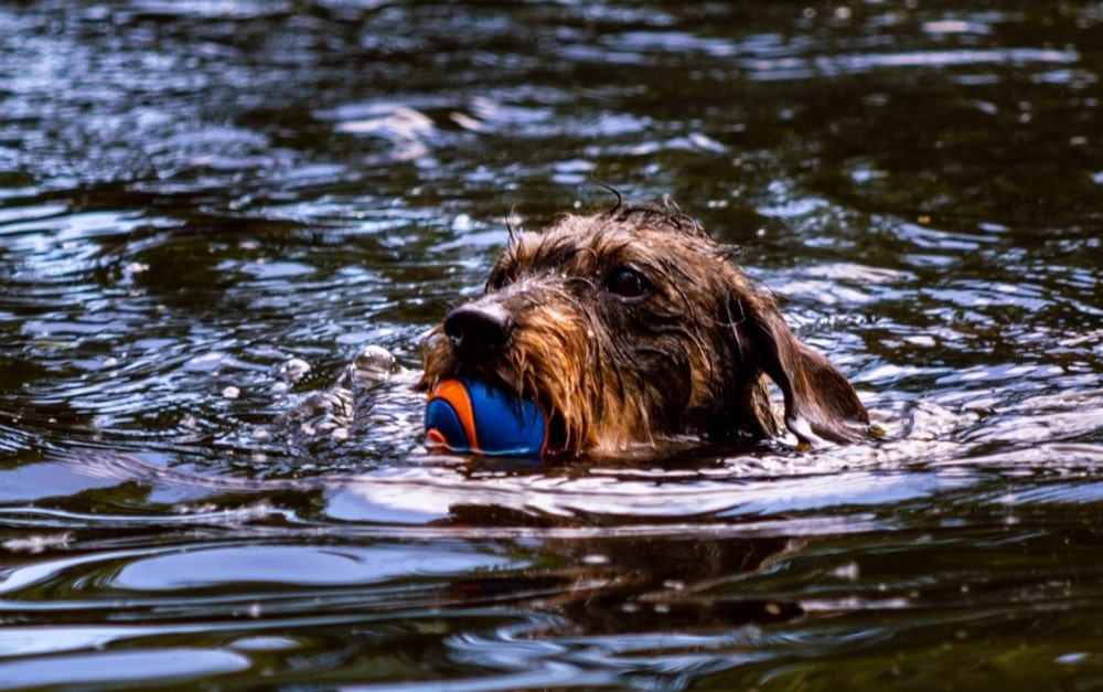 Dachshund swimming with a ball in the water