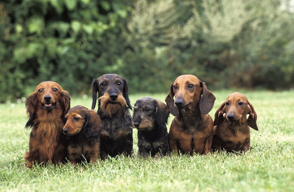 Different kindes of dachshunds