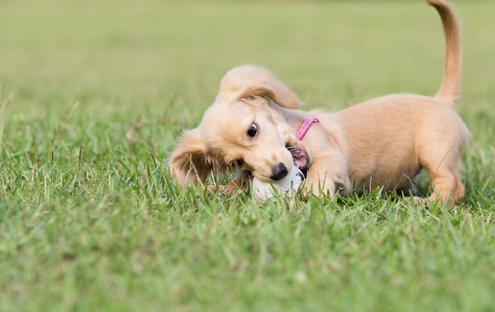 English cream dachsund puppy playing on the grass