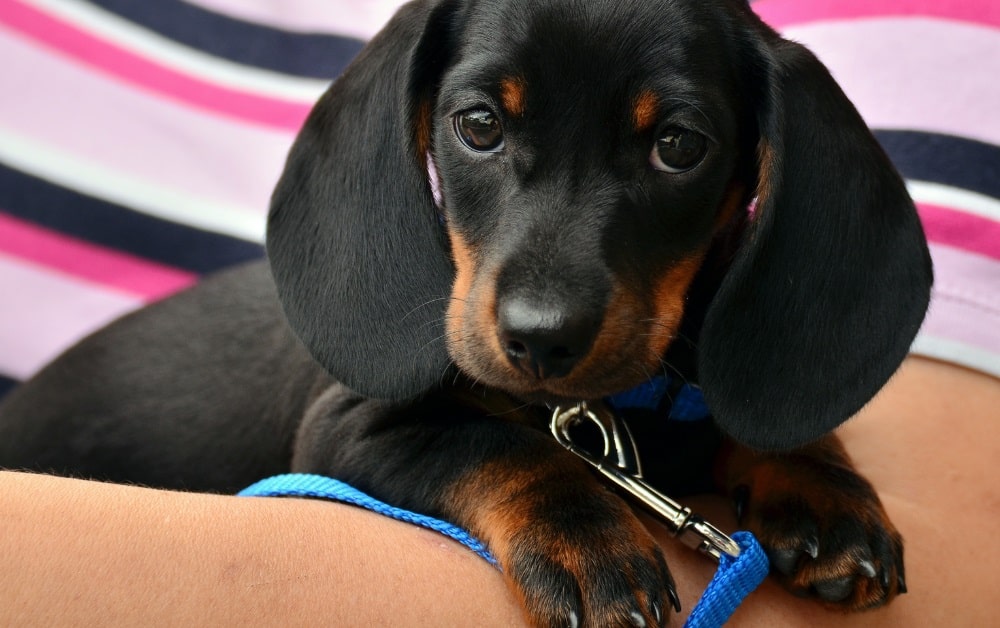 Harness for miniature dachshund