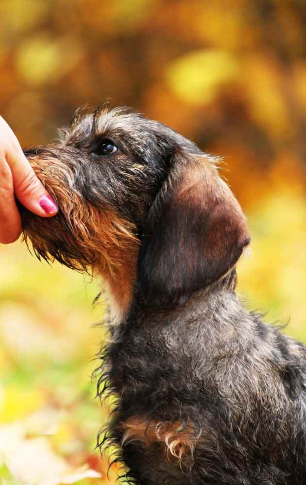 Importance of a dachshund dental health