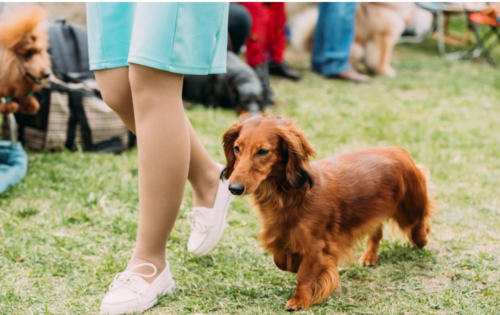 Long haired dachshunds are a mix of playfulness and loyalty perfect for families