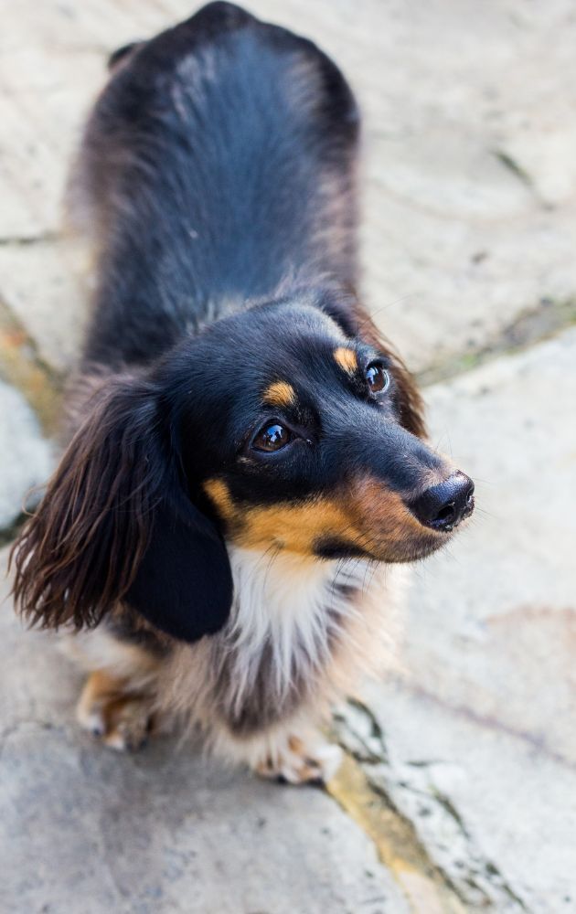 Long haired dachshunds are easy to train