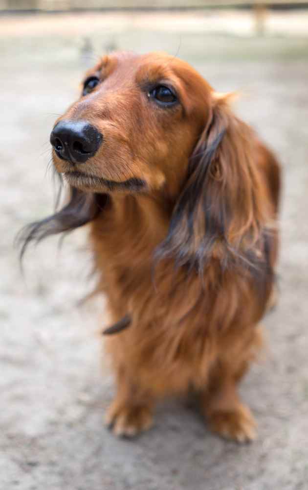 Long haired dachshunds is a fluffy and lovable breed