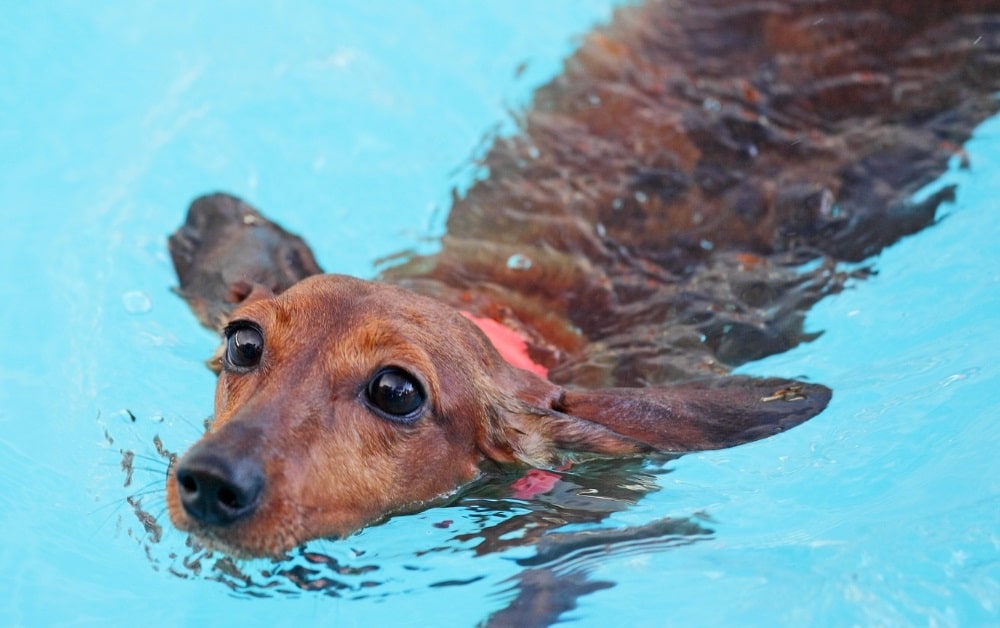 Swimming dachshund
