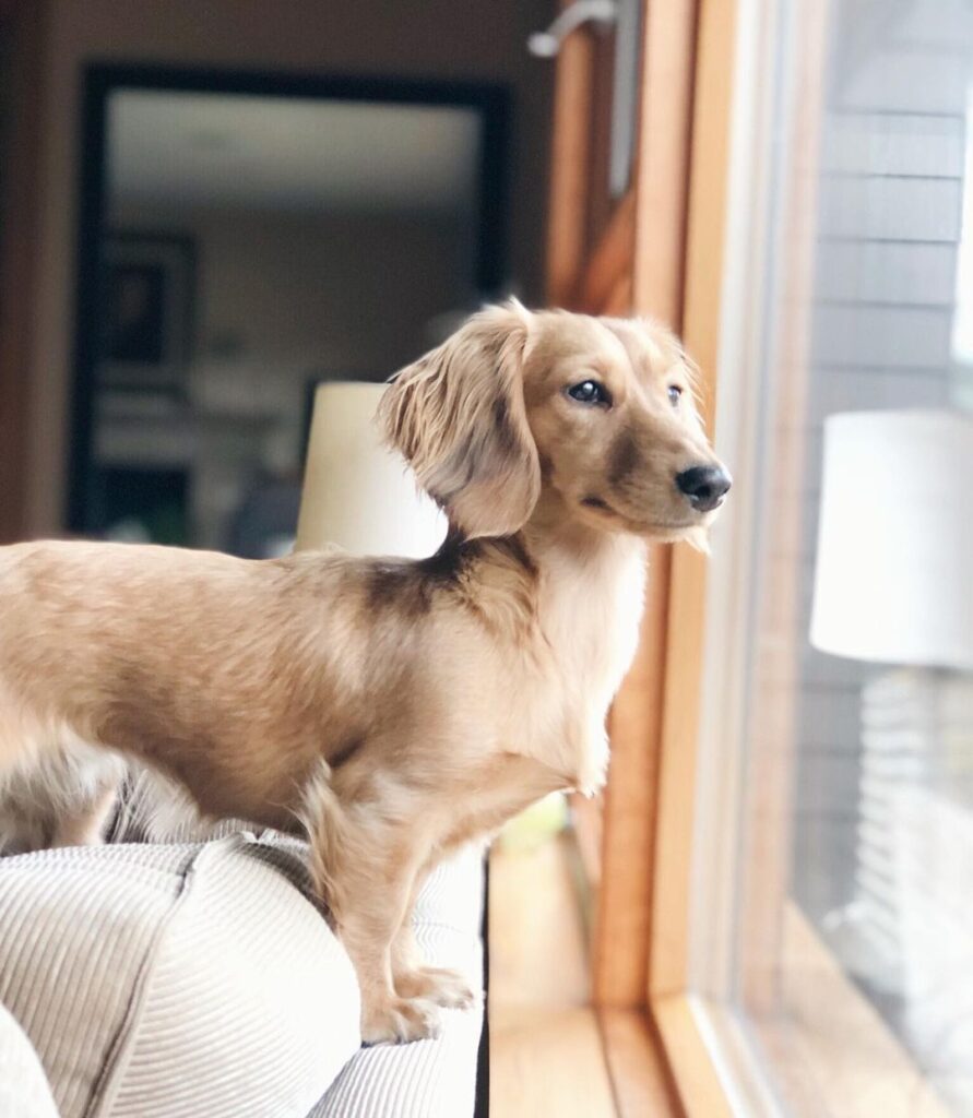 The beauty of the english cream doxie