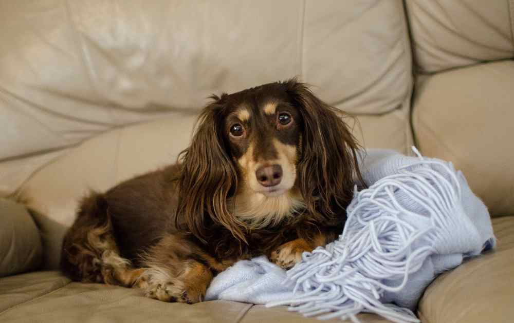 Why Long Haired Dachshunds Are The Ultimate Companion
