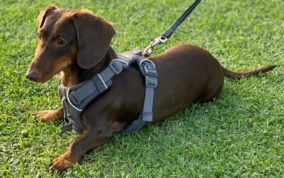 10 Reasons Why Your Dachshund Needs A Harness