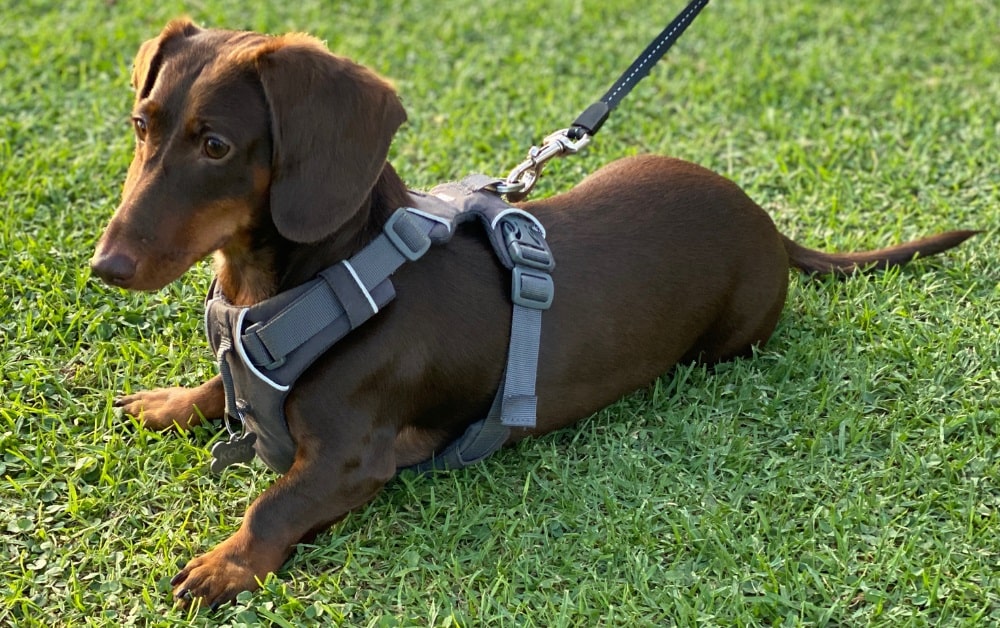 Why your dachshunf needs a harness