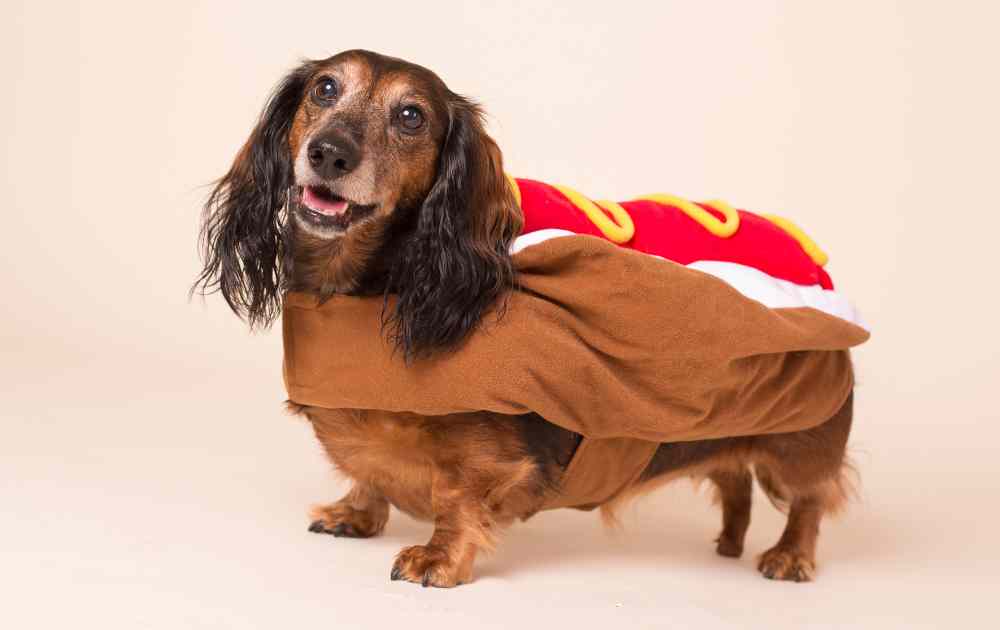 Wiener dog
