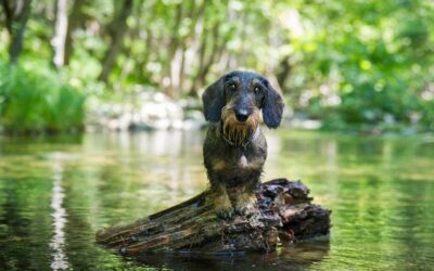 Wire Haired Dachshunds: Everything You Need to Know Before Bringing One Home