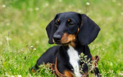 Are Dachshunds Hypoallergenic? Here’s What Experts Say