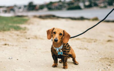 Dachshund Harness Safety Tips: Avoid These Common Mistakes