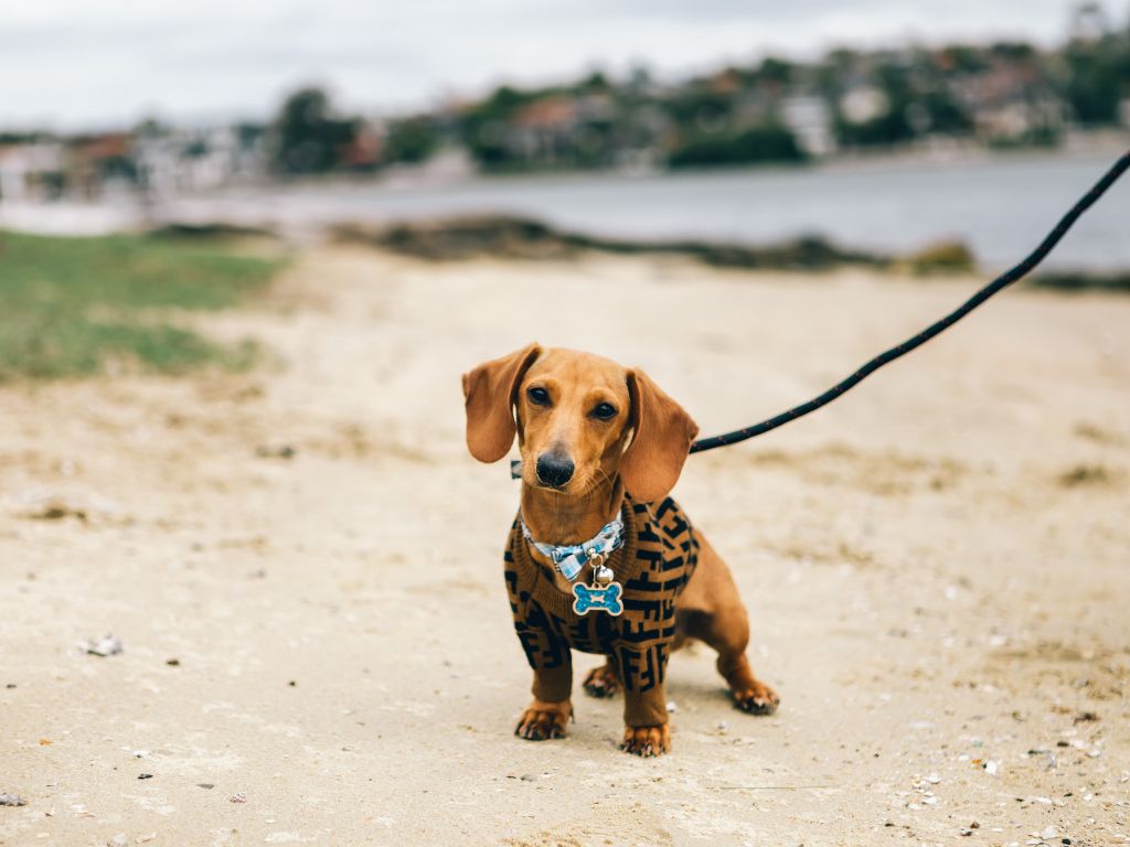 Dachshund Harness Safety Tips