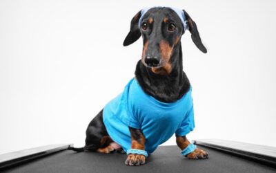 Dachshund Fun Facts: Fascinating Trivia About Your Favorite Breed