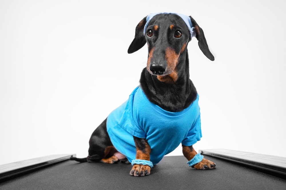 Fun facts about dachshunds