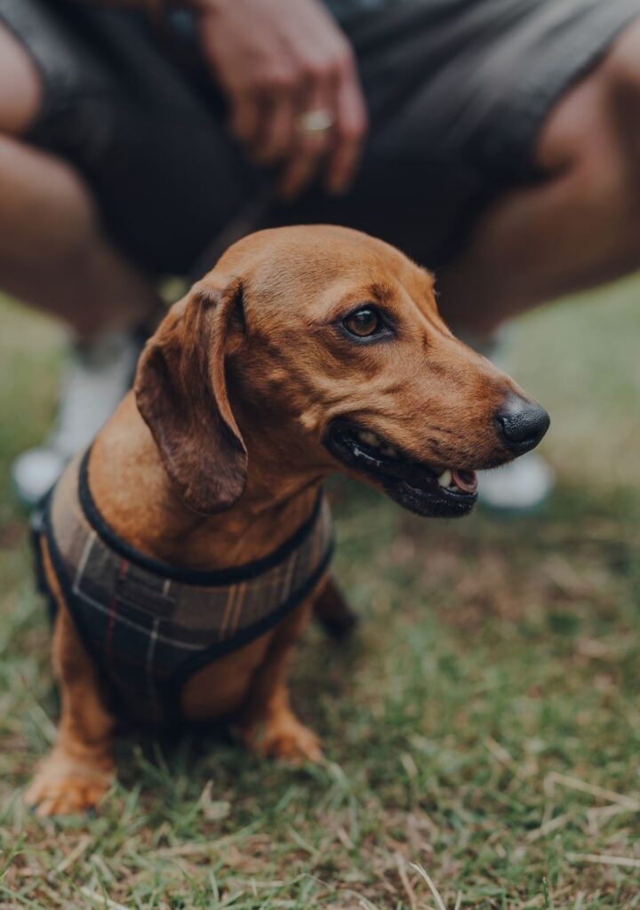 Properly Fittted Dachshund Harness