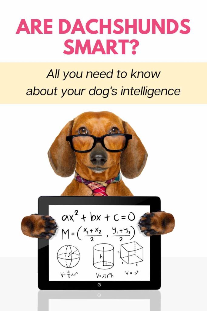 Are dachshunds smart?