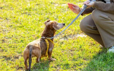 Training Tips for Stubborn Dachshunds