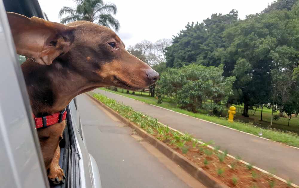 How to travel with your dachshund
