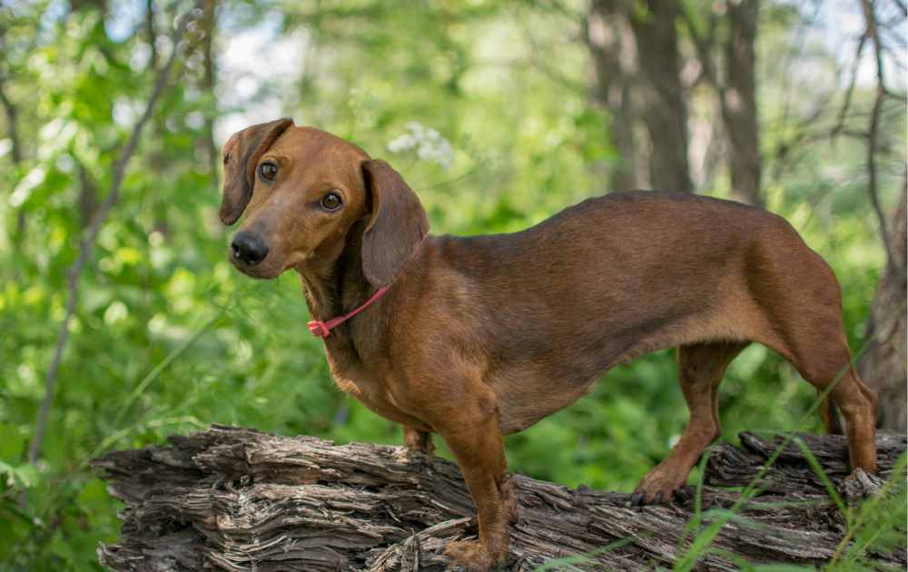 Are Dachshunds Smart? The Truth About Their Intelligence
