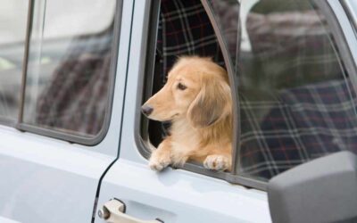 Going on a Dach-cation: How To Travel With Your Dog