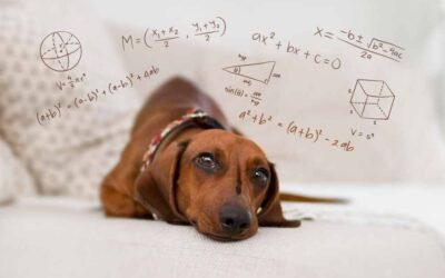 Are Dachshunds Smart? The Truth About Their Intelligence Levels