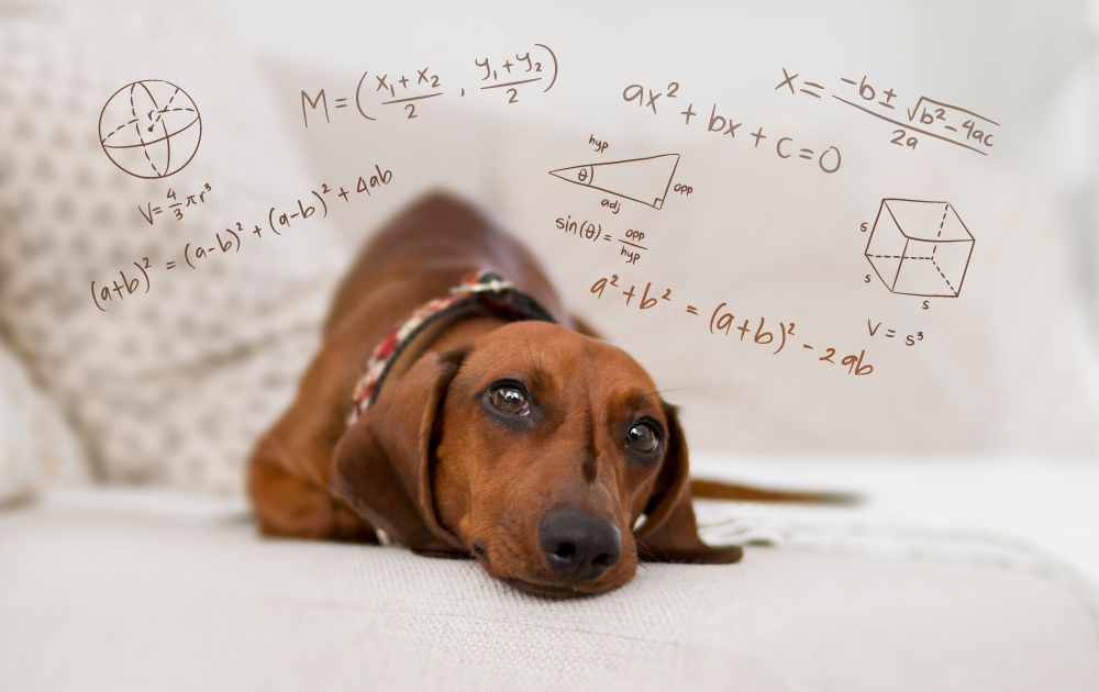 Are Dachshunds Smart? The Truth About Their Intelligence Levels