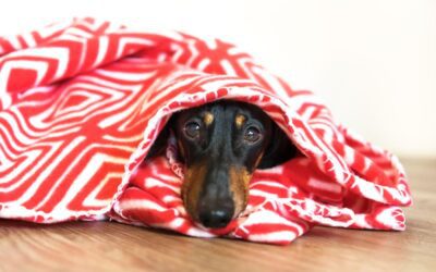 Understanding And Treating Dachshund Separation Anxiety