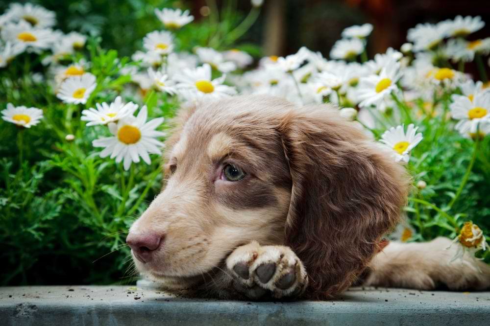 Dapple dachshund in flowers