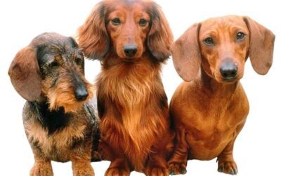 How To Choose The Best Dachsund Breed For You