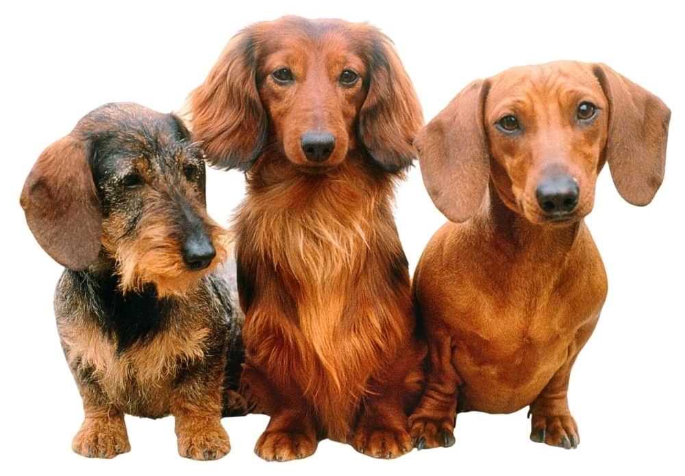 Different Dachshunds Breeds