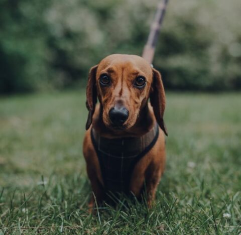 The Ultimate Guide to Harness Training Your Dachshund