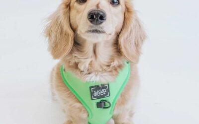 How To Choose The Perfect Dachshund Harness For Your Pup