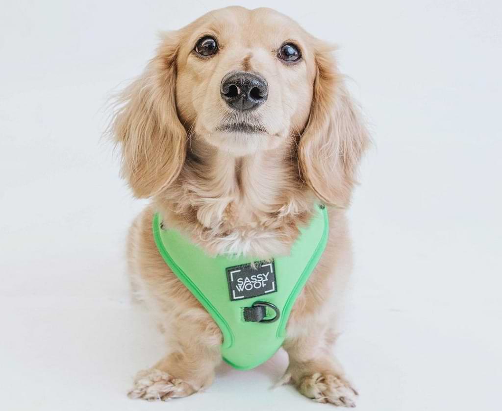 How to choose perfect harness for your dachshund