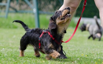The Best Dachshund Harnesses For Small Puppies