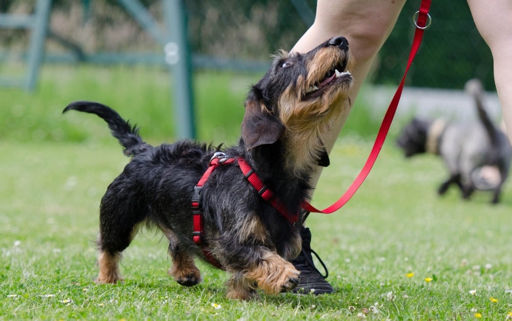 How to choose the right harness and train your dog to wear it