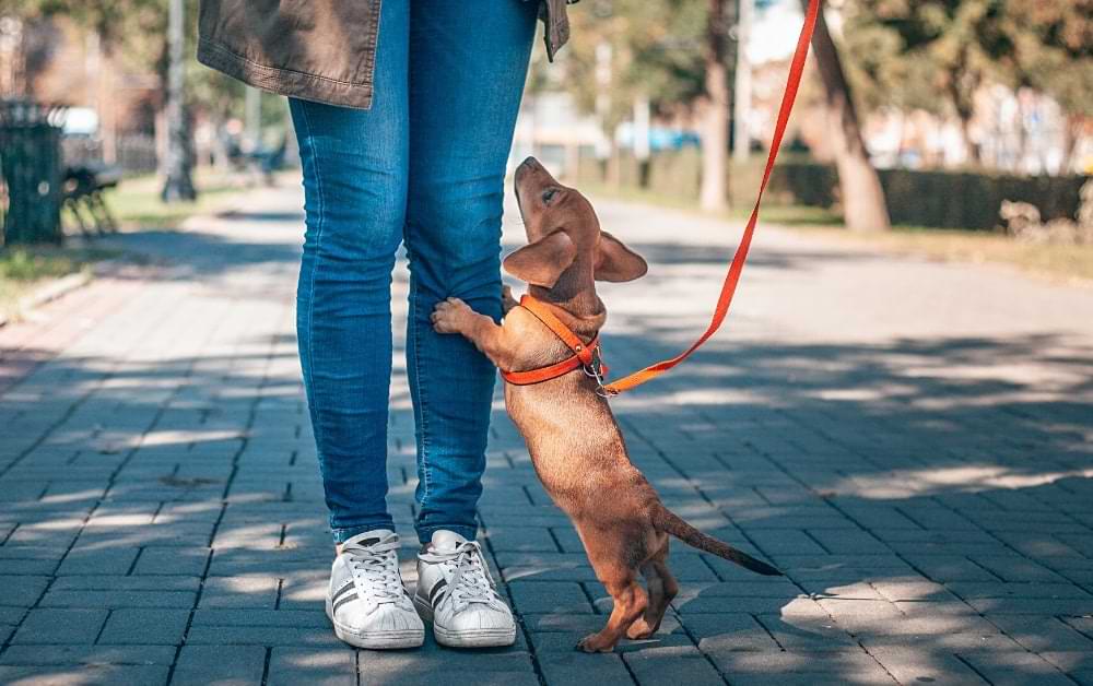 How to train a dachshund to wear a harness