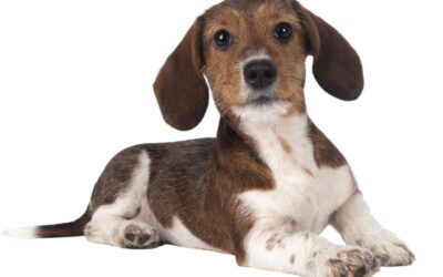 Piebald Dachshund: The Unique And Adorable Coat Pattern