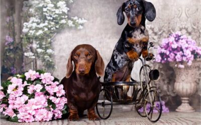 Dapple Dachshunds Guide: Appearance, Care And Health Concerns