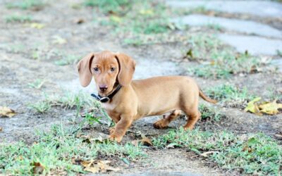 Step-by-Step Potty Training for Dachshund Puppies: A Comprehensive Guide