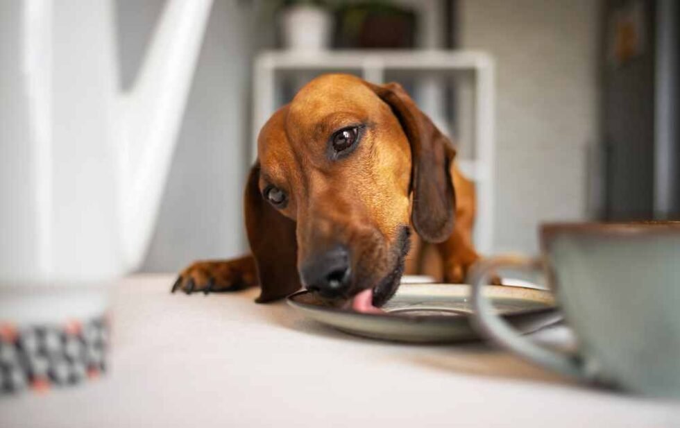 Beautiful view of Canine Probiotic Dog Food Dachshund