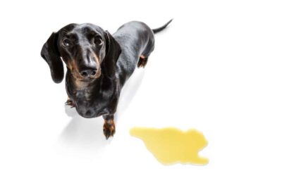 8 Must-Have Accessories for Dachshund Puppy Potty Training