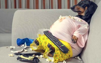 How much and how often should a Dachshund eat? Complete feeding guide