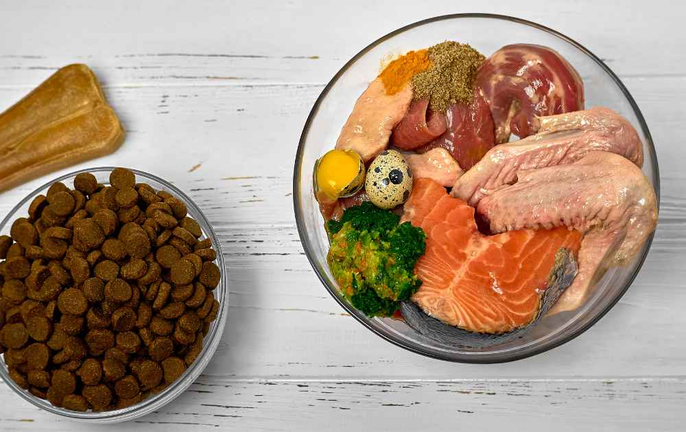 Dachshund Raw Food Diet: Is This The Right Option For Your Pup?
